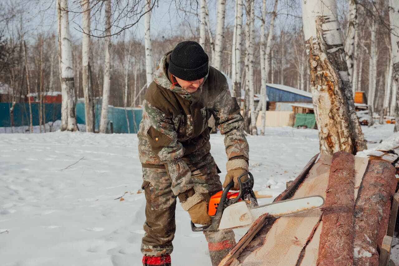 The Steps Involved in Our Tree Care Process in Weston, WV